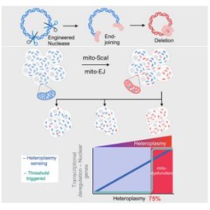 Mitochondrial mutations