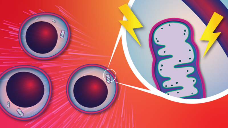 Mitochondria, cells and electricity