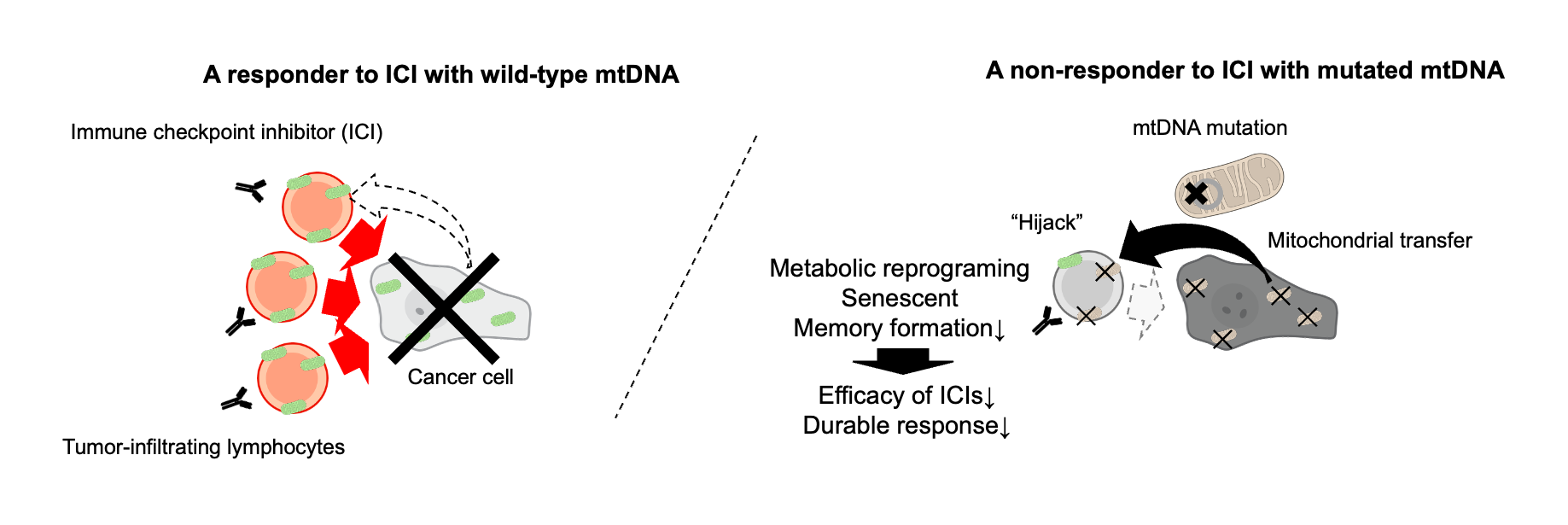 Cancer cells surviving immune attack via disabled mitochondria immune